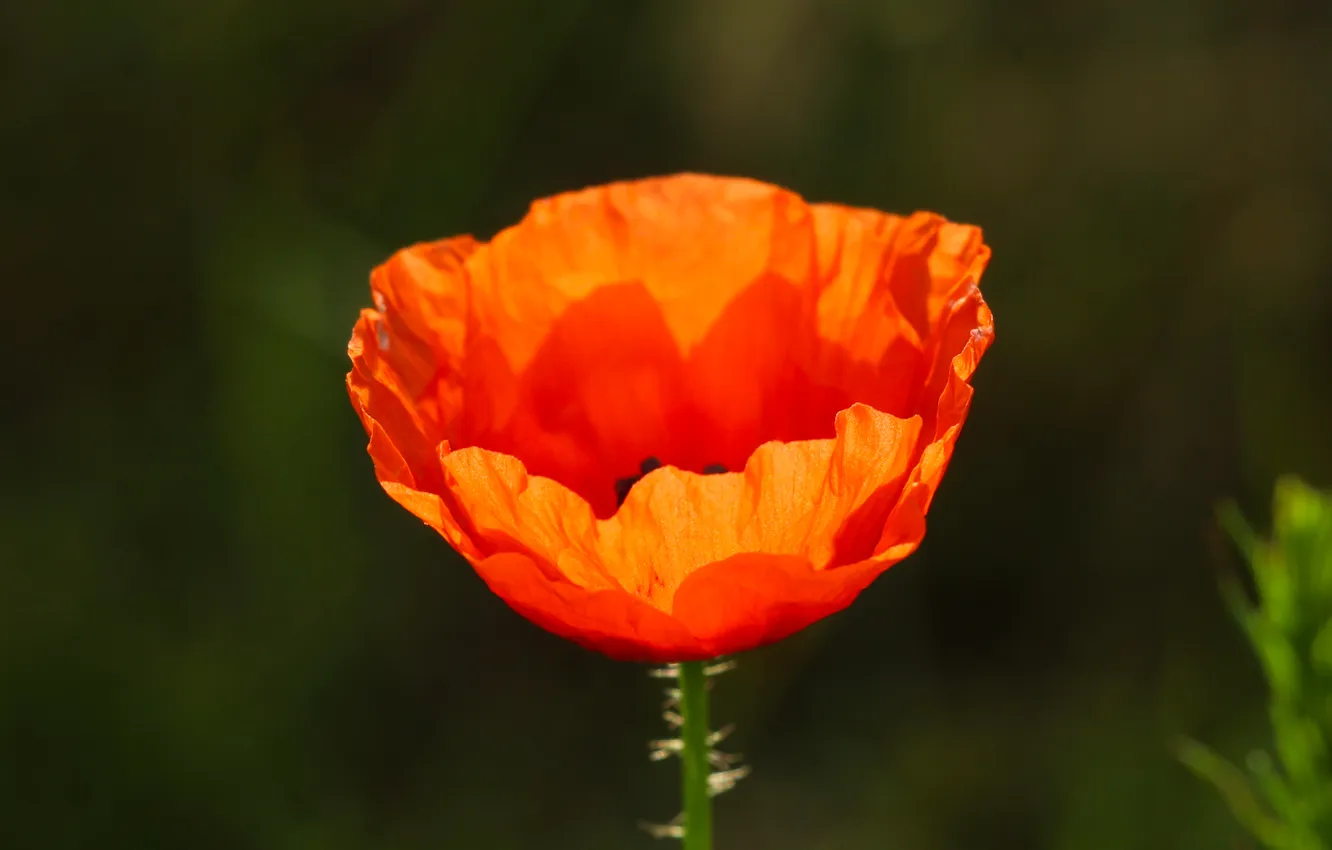Фото обои red, flower, poppy