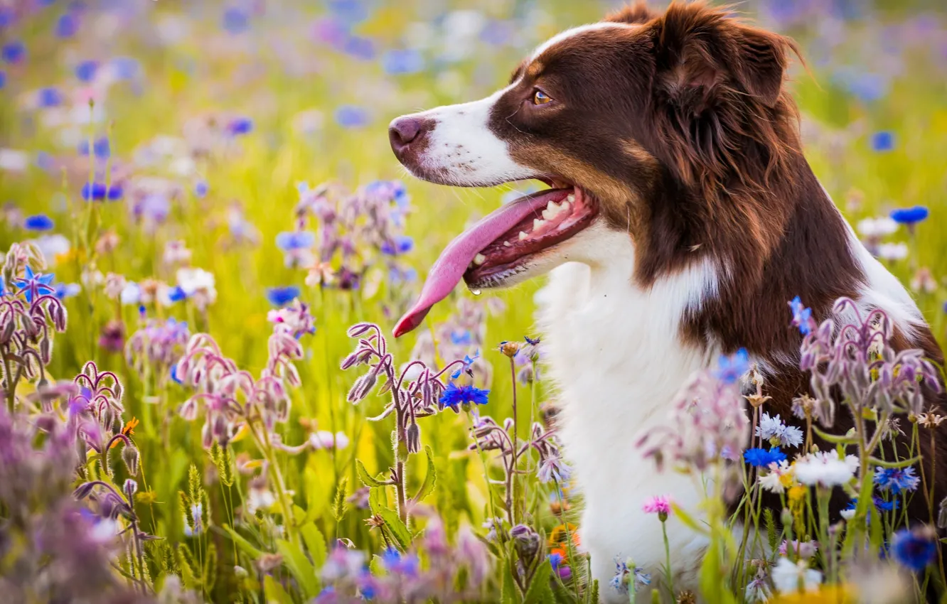 Фото обои язык, цветы, собака, луг, Австралийская овчарка