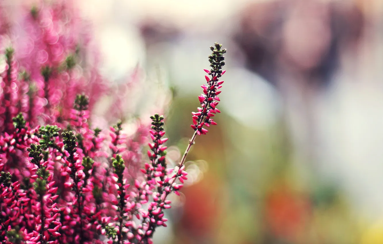 Фото обои растение, эффект, боке, tilt-shift, вереск, Pink heather