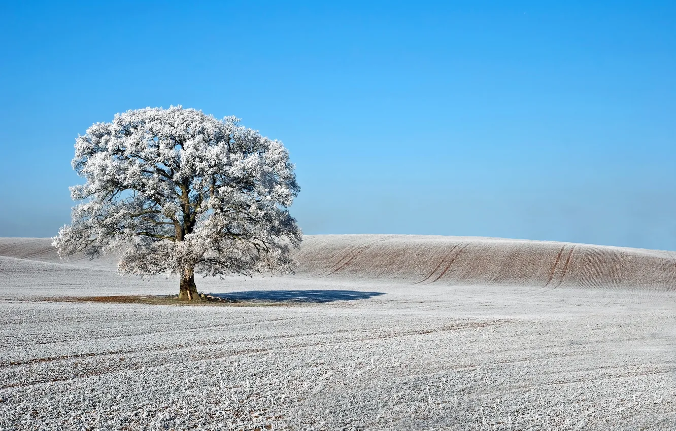 Фото обои зима, иней, поле, дерево, Природа