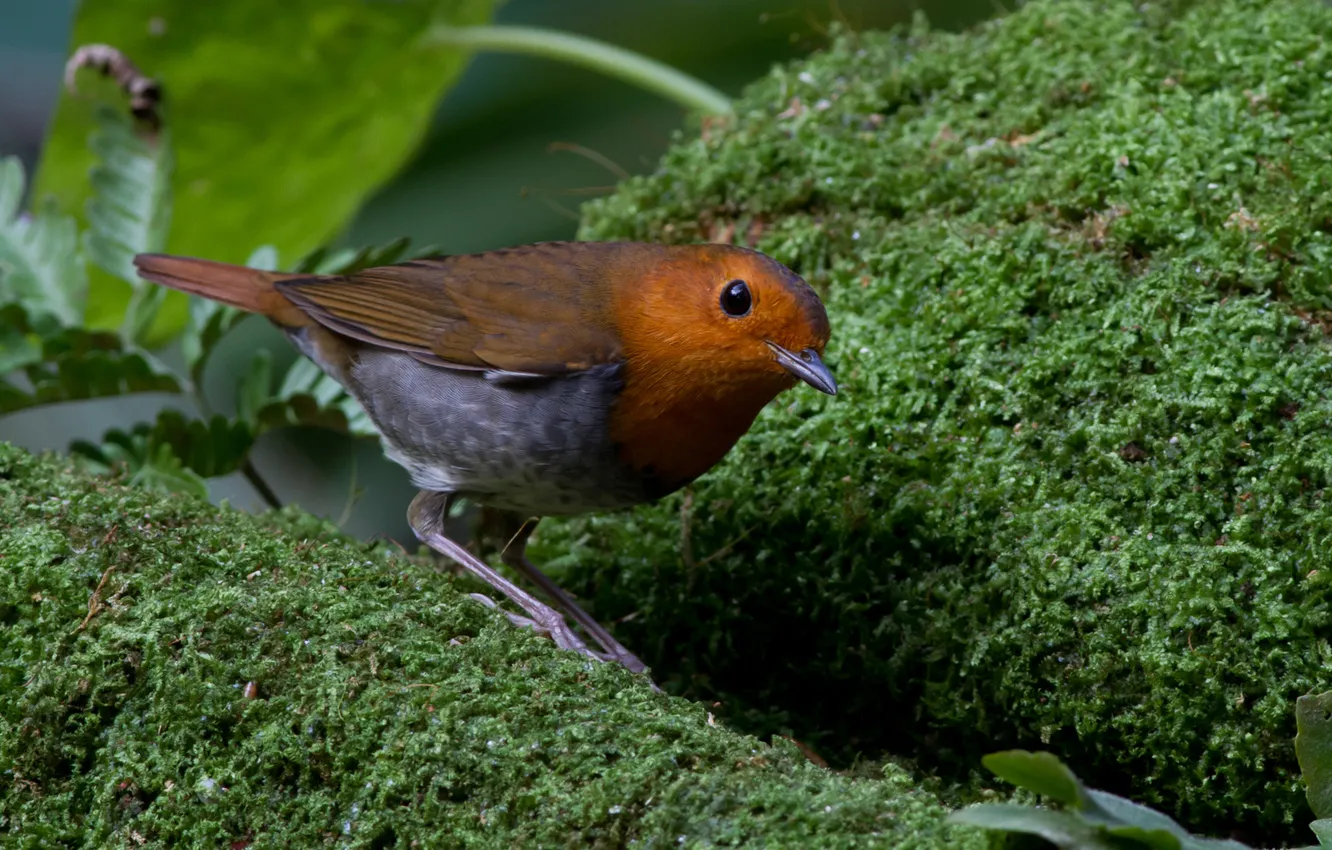 Фото обои зелень, природа, птица, мох, коричневая, оперение