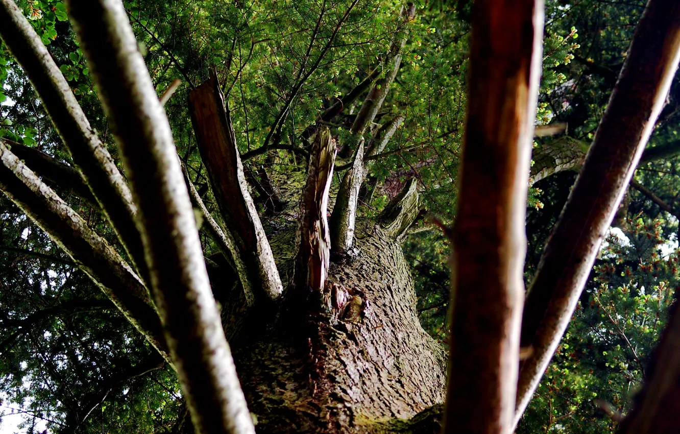 Фото обои ветви, Дерево, ствол, кора