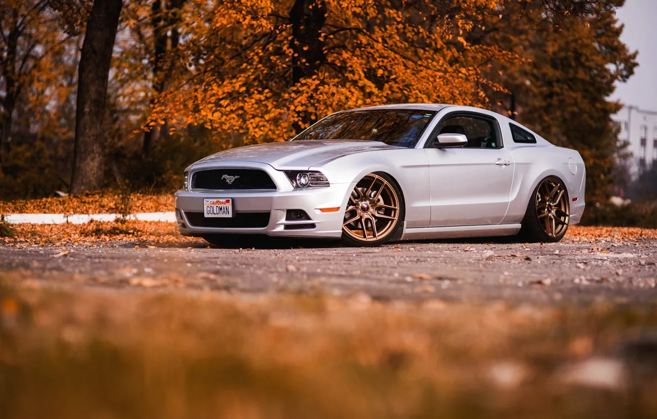 Фото обои Mustang, Ford, autumn, Gold