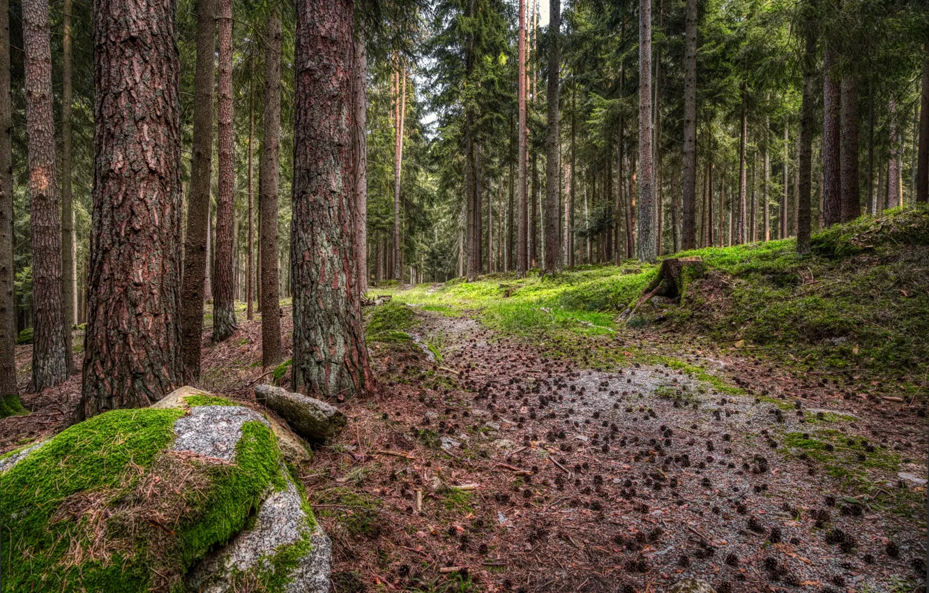 Фото обои лес, деревья, шишки