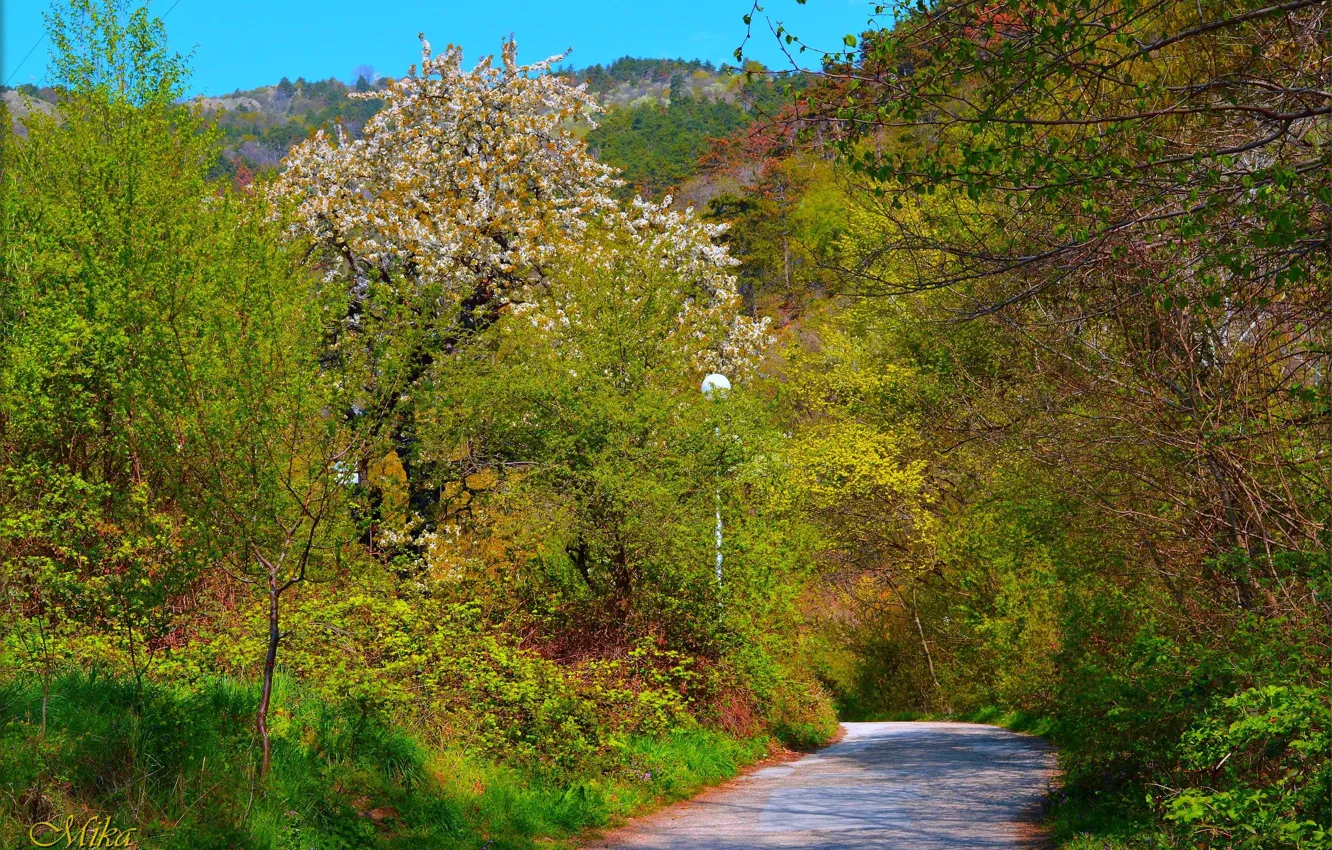 Фото обои Дорога, Весна, Деревья, Spring, Цветение, Road, Trees, Flowering