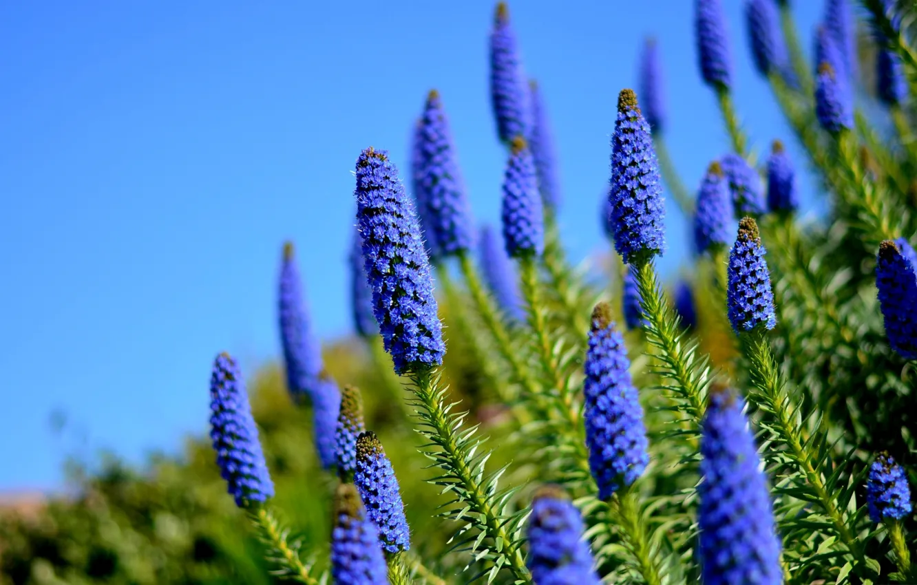 Фото обои растение, куст, шишки, синие