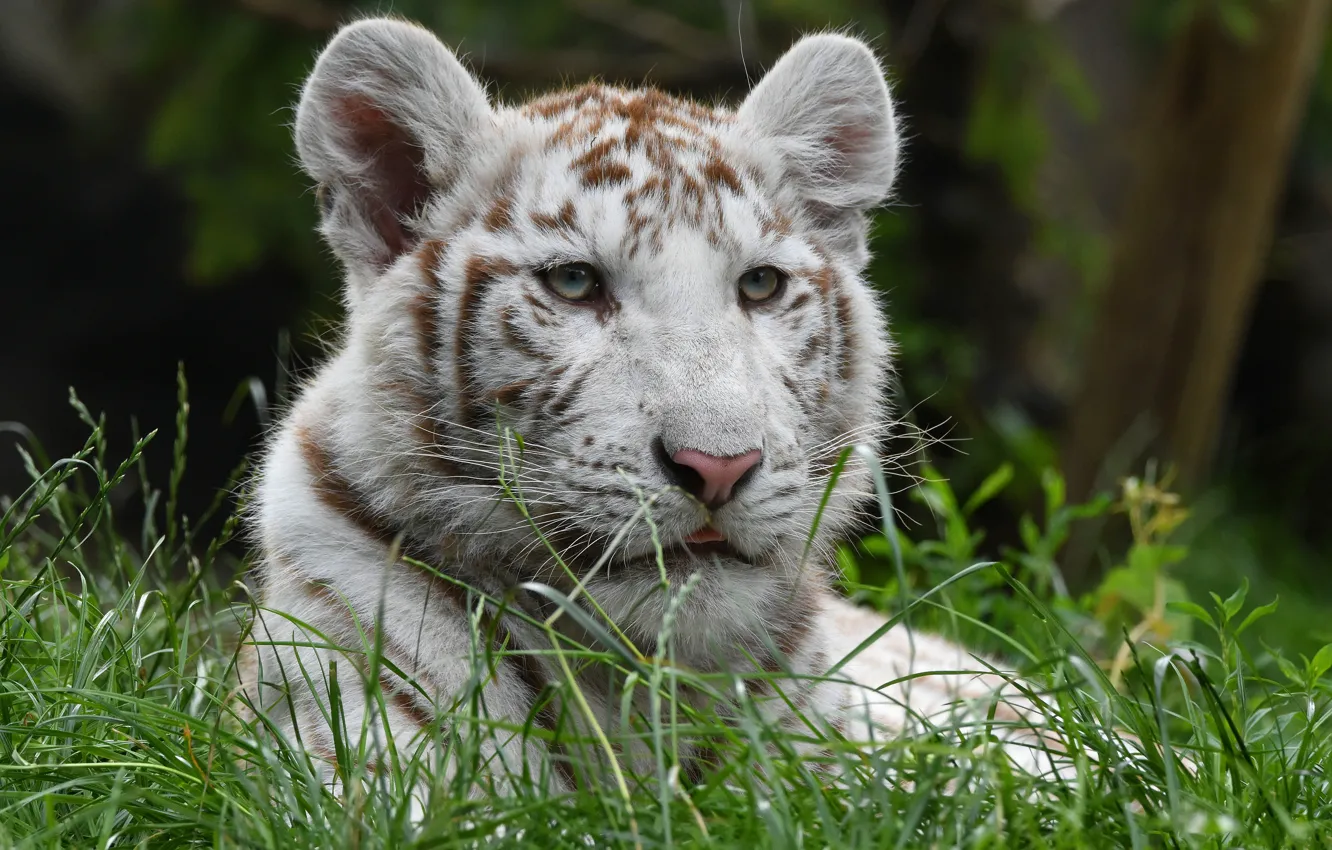 Фото обои белый, трава, взгляд, морда, тигр, портрет, тигренок, тигрёнок