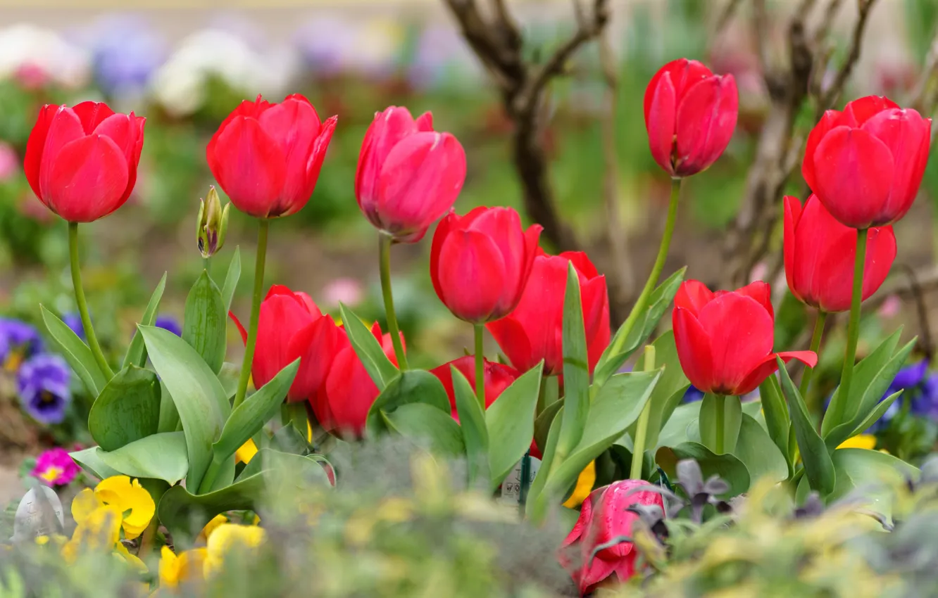 Фото обои весна, тюльпаны, красные, клумба