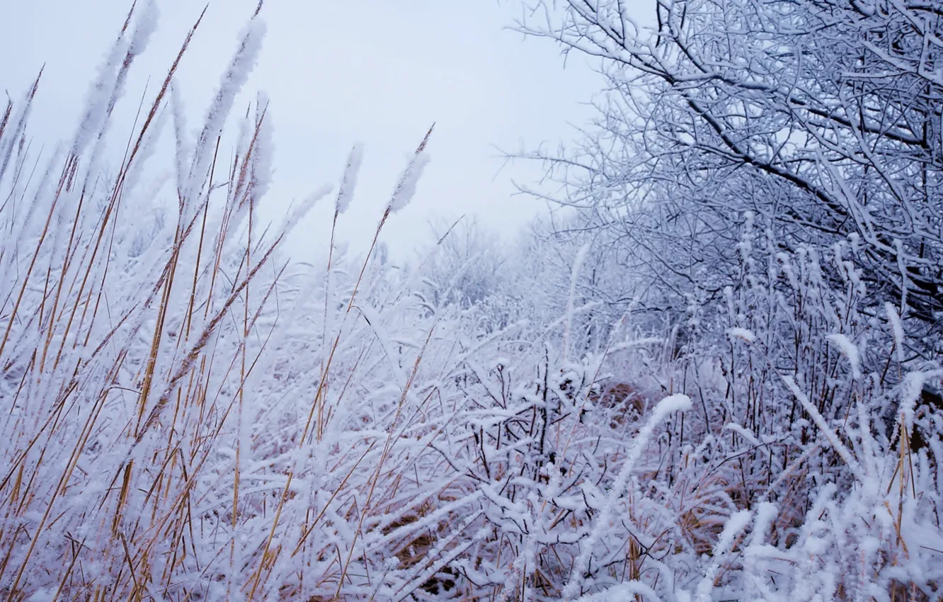 Фото обои white, winter, snow, tree, cold