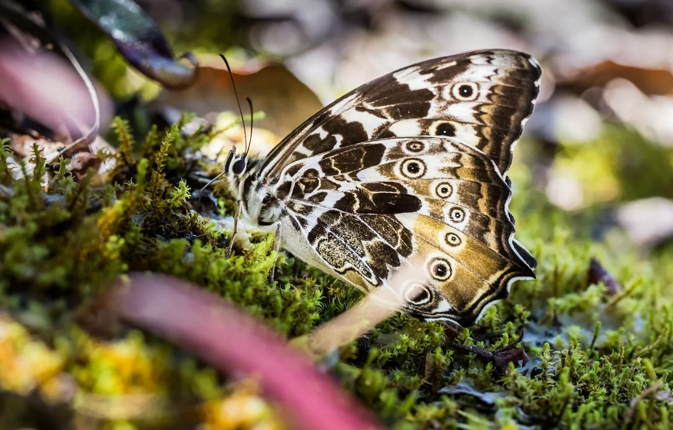Фото обои макро, бабочка, мох, крылышки