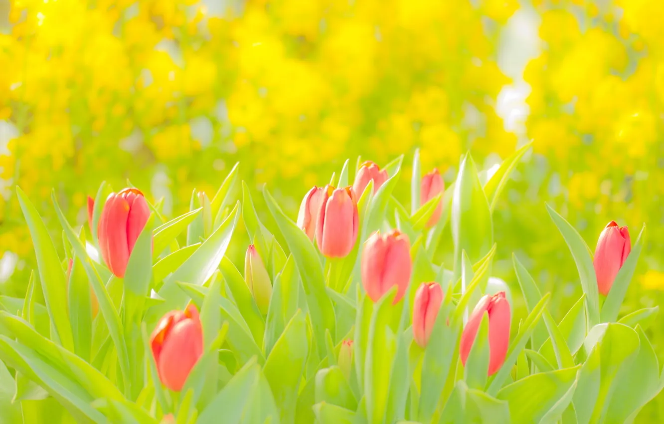 Фото обои Цветы, Тюльпаны, Розовый, Жёлтый, Зелёный
