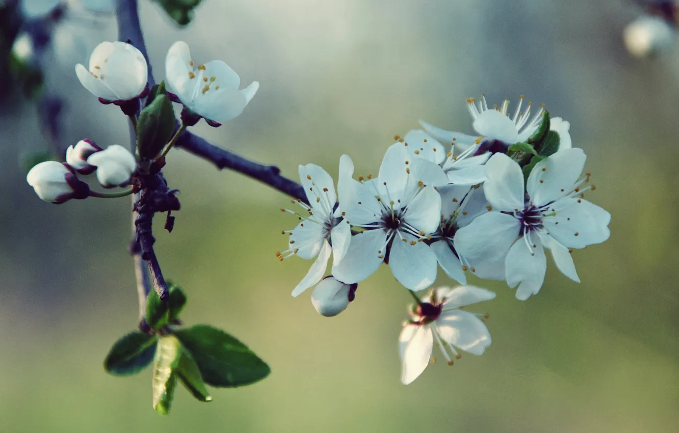 Фото обои Cherry, White, Spring, Blossoms