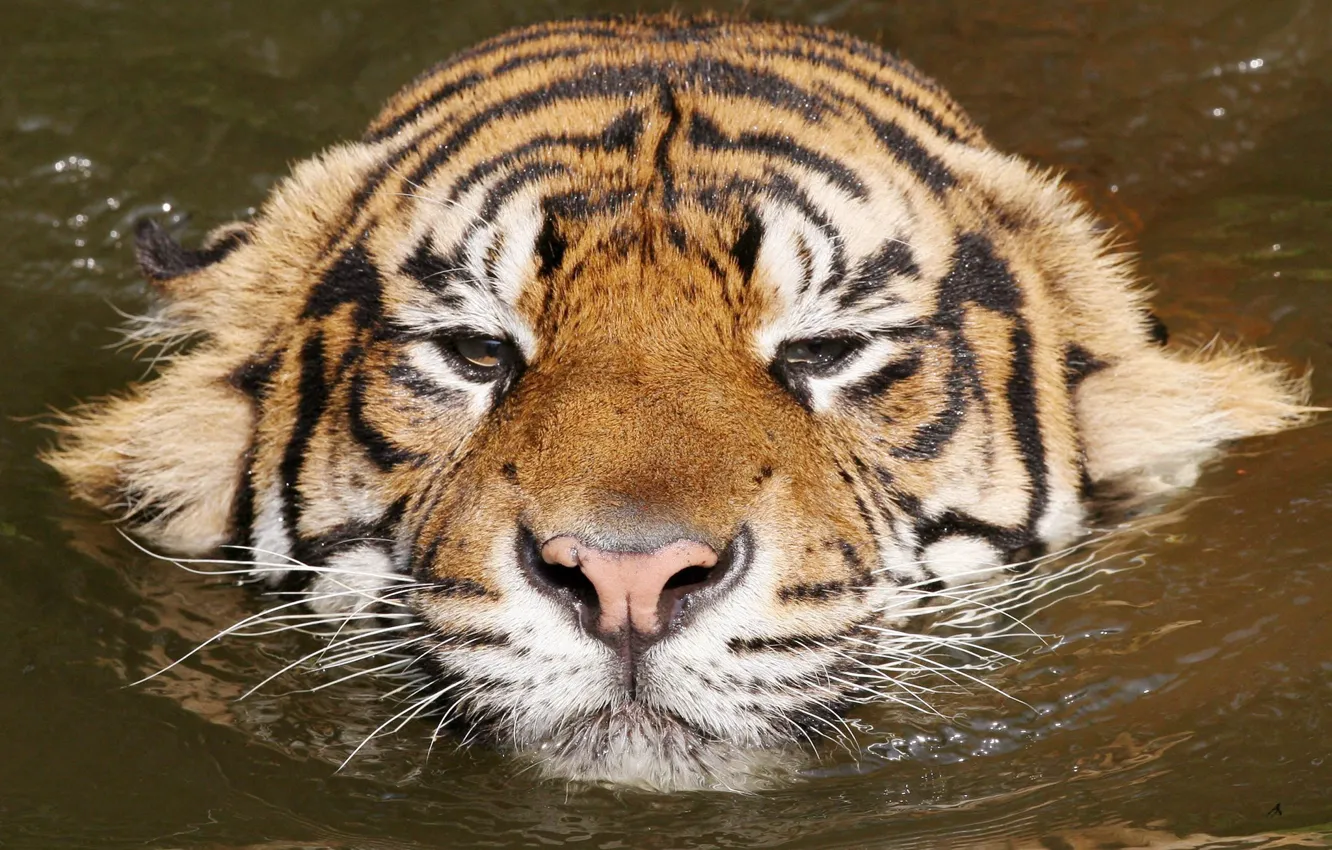 Фото обои вода, тигр, relax, киса
