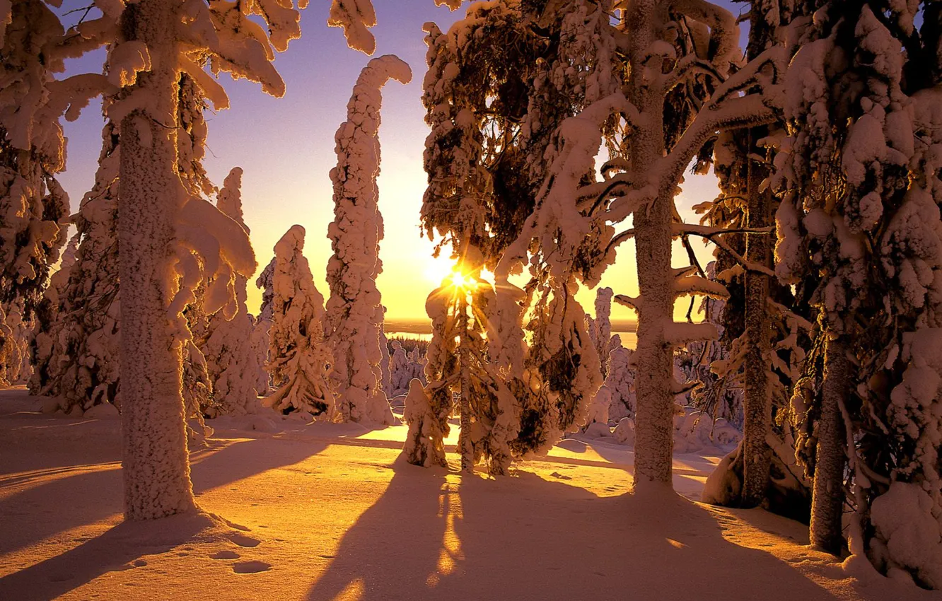 Фото обои зима, лес, снег, тени