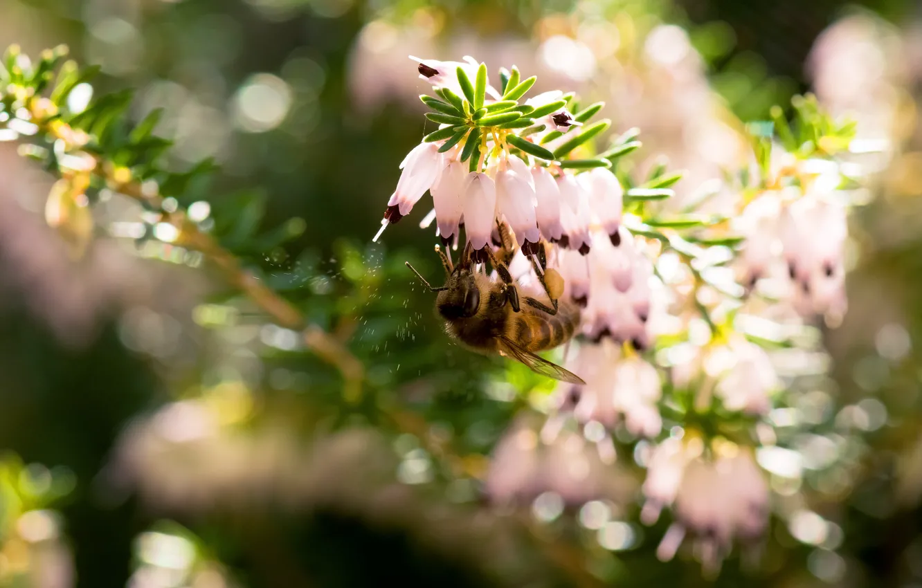 Фото обои макро, свет, цветы, пчела, размытие, весна, насекомое, розовые