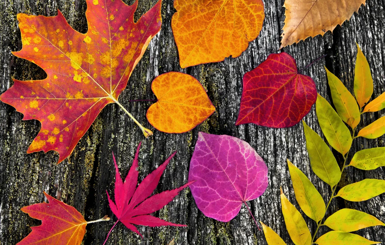 Фото обои листья, дерево, colorful, wood, autumn, leaves, осенние