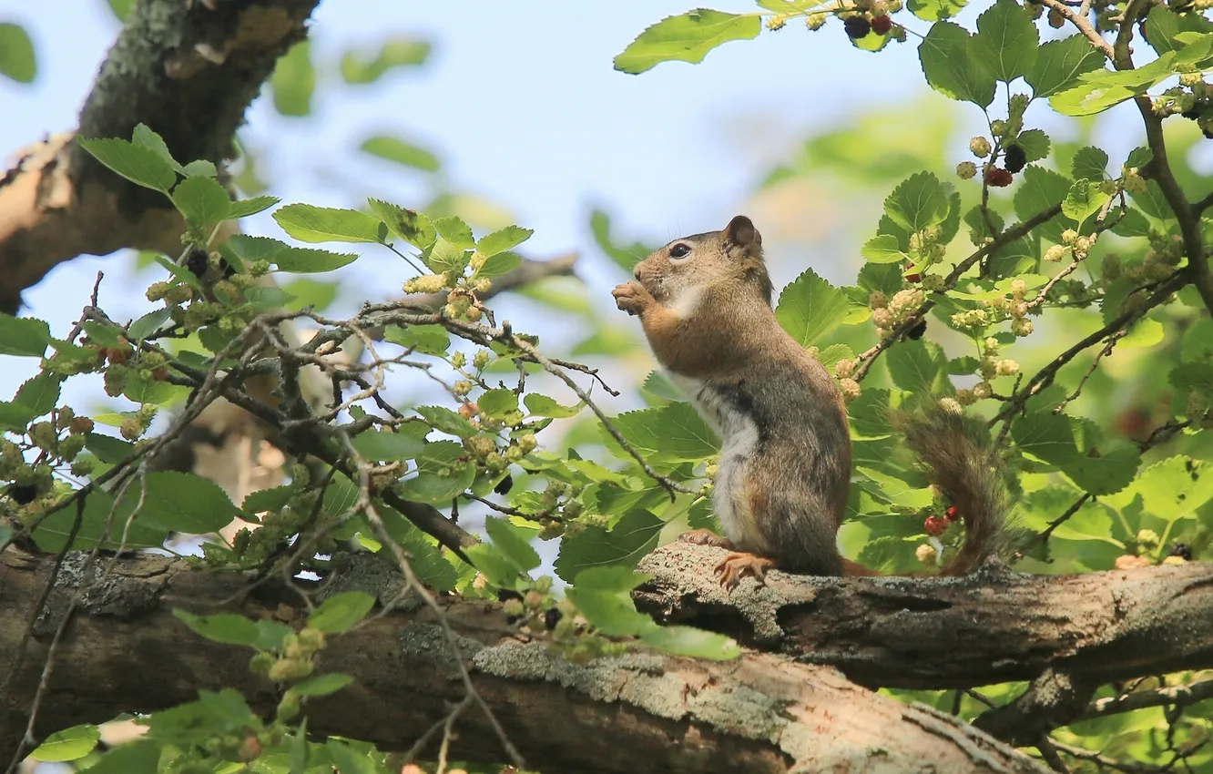 Фото обои деревья, ветки, белка