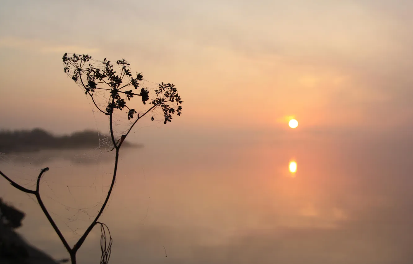 Фото обои вода, солнце, туман, отражение, растение, утро, паутинка