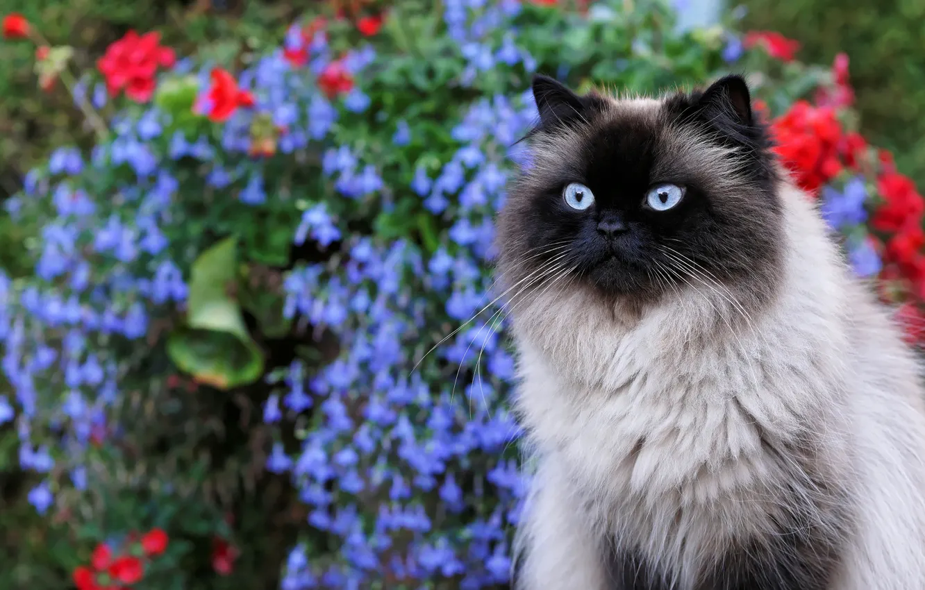 Фото обои кошка, кот, цветы, портрет, сад, мордочка, голубоглазая, пушистая