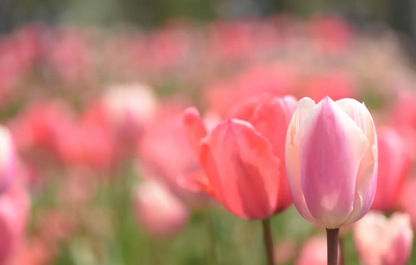 Фото обои поле, весна, тюльпаны