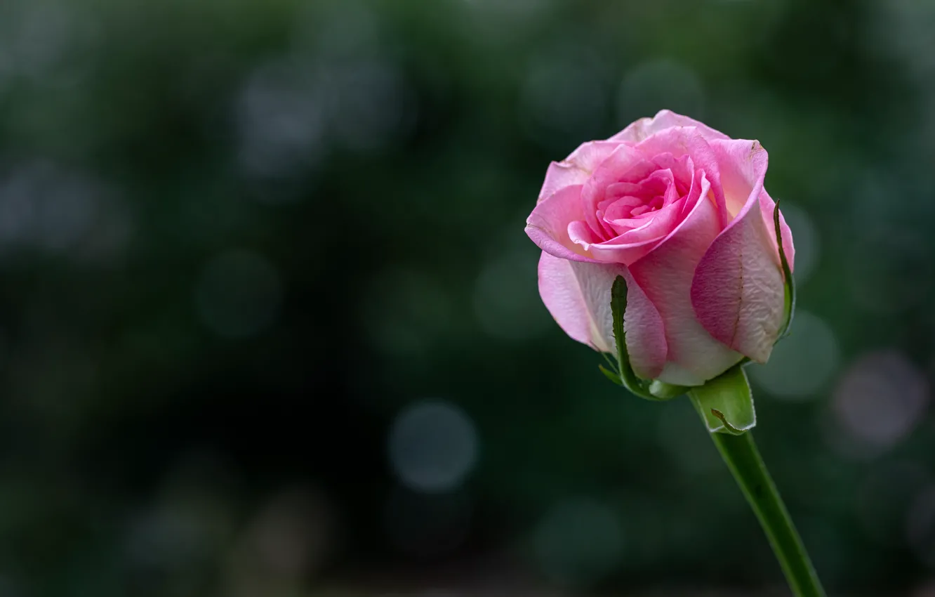 Фото обои цветок, темный фон, фон, розовая, роза, стебель, бутон, боке