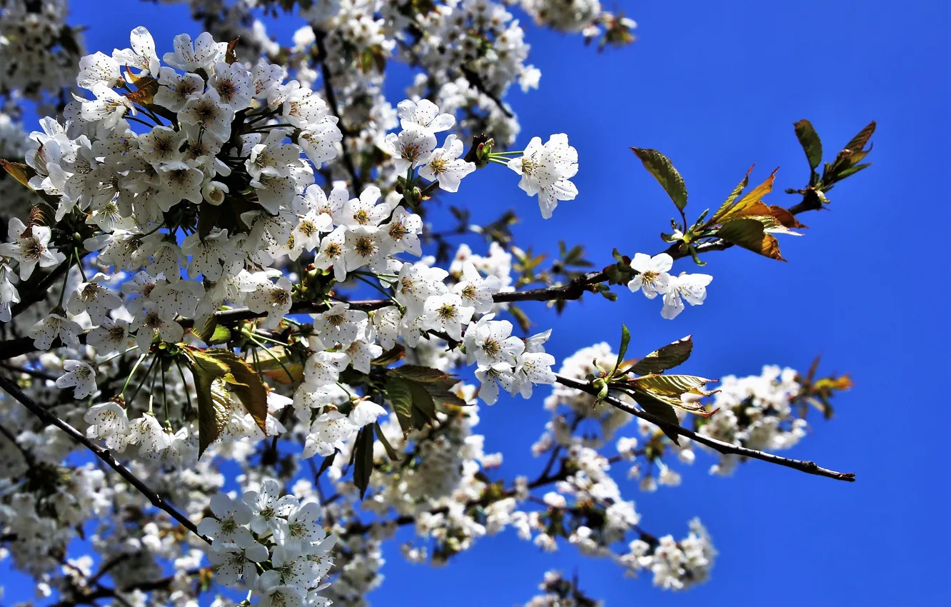 Фото обои дерево, Весна, цветение