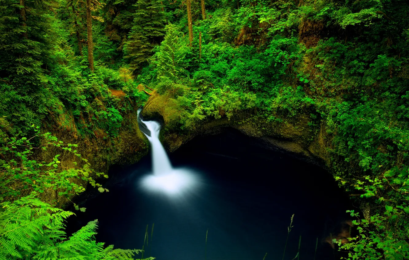 Фото обои лес, листва, вид, водопад