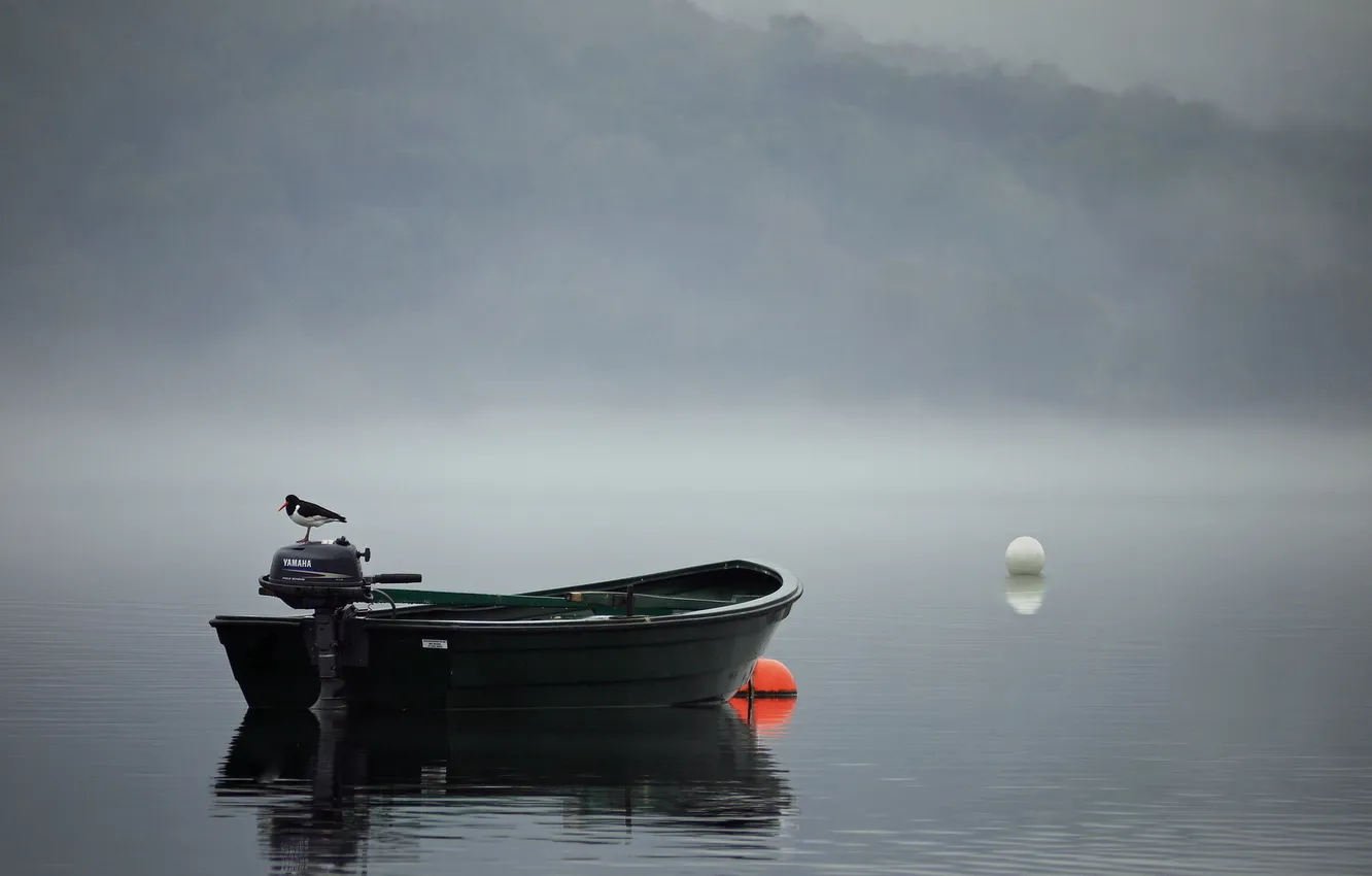 Фото обои пейзаж, туман, птица, лодка