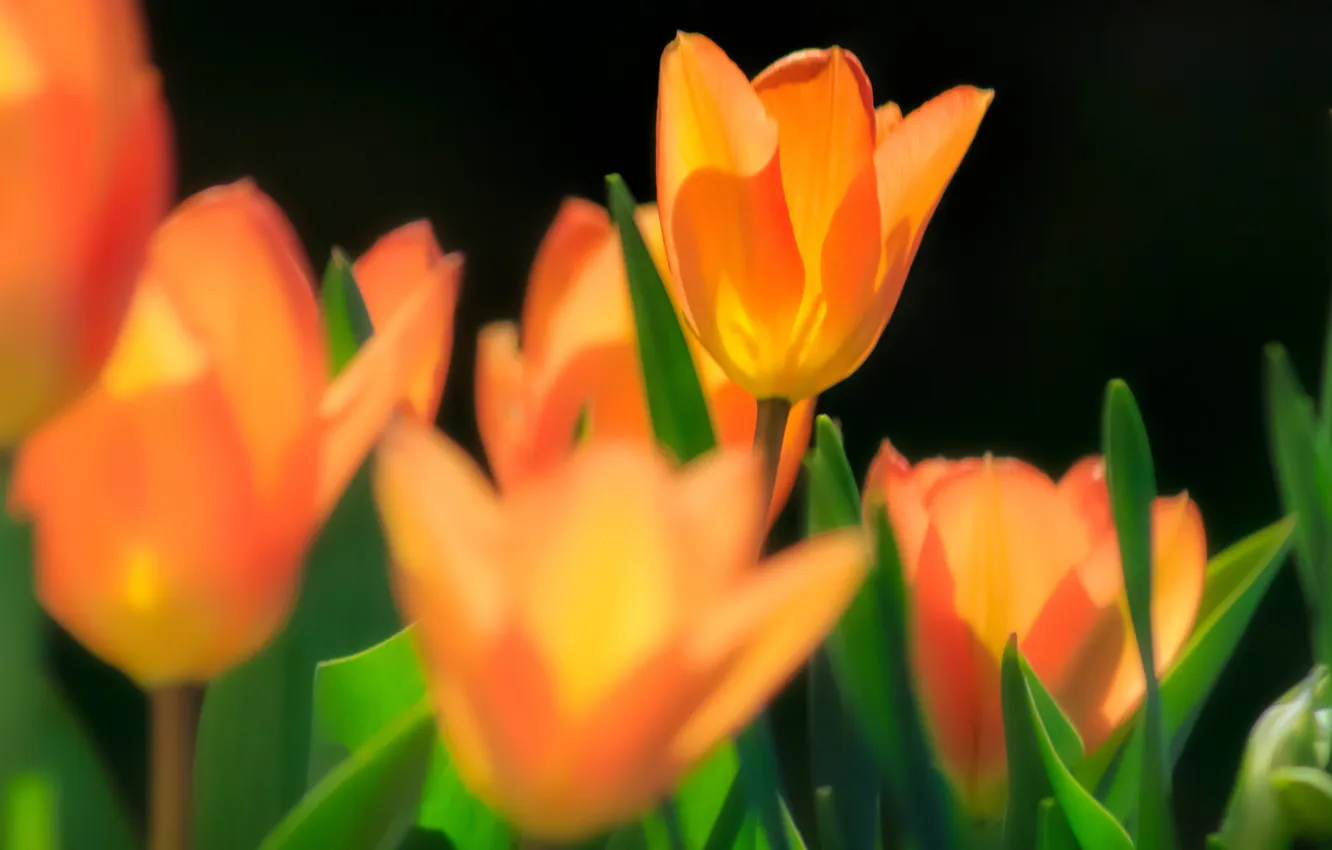 Фото обои макро, цветы, весна, желтые, тюльпаны