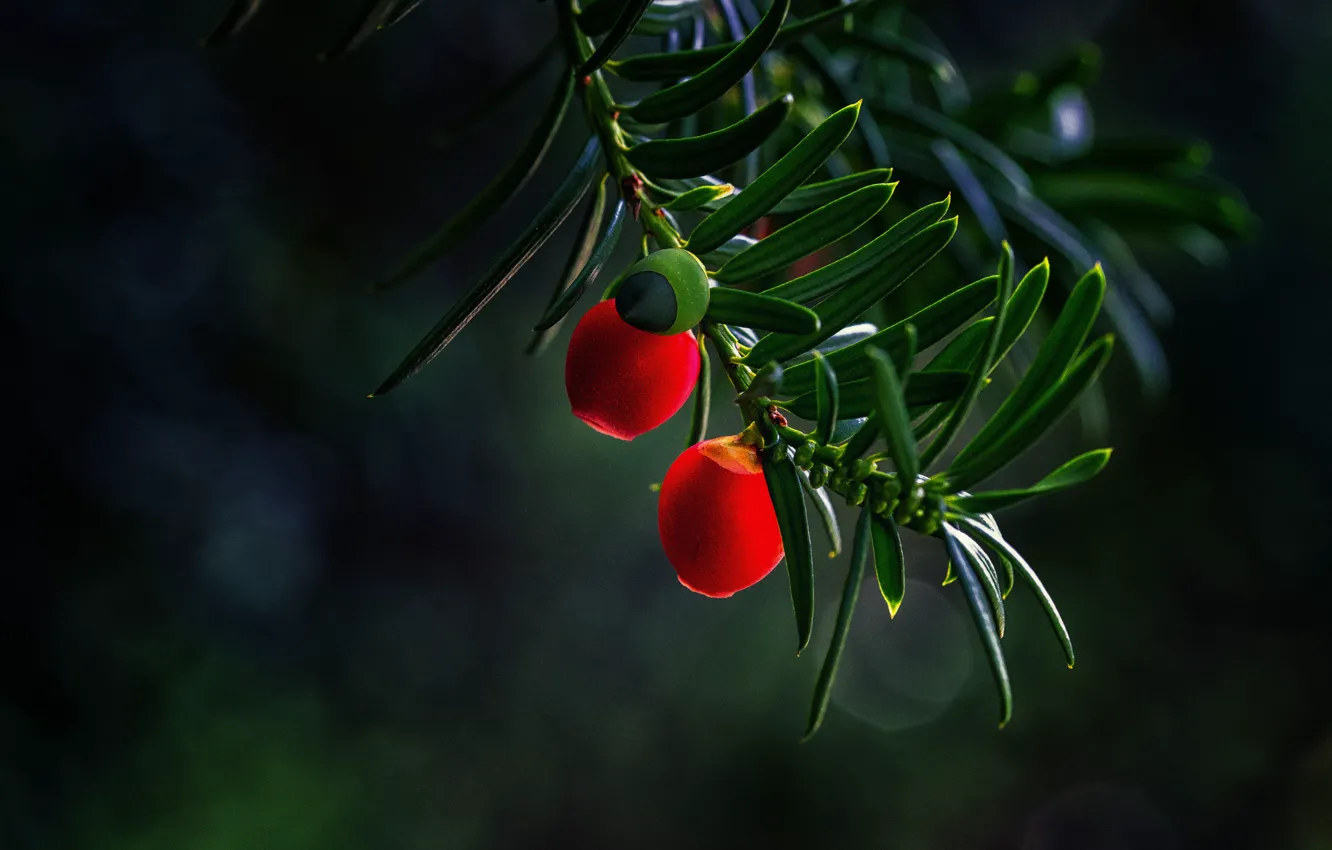 Фото обои листья, ягоды, темный фон, ветка, плоды, красные, боке, тис