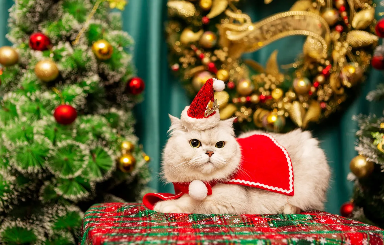Фото обои кошка, белый, кот, взгляд, шарики, поза, Рождество, костюм