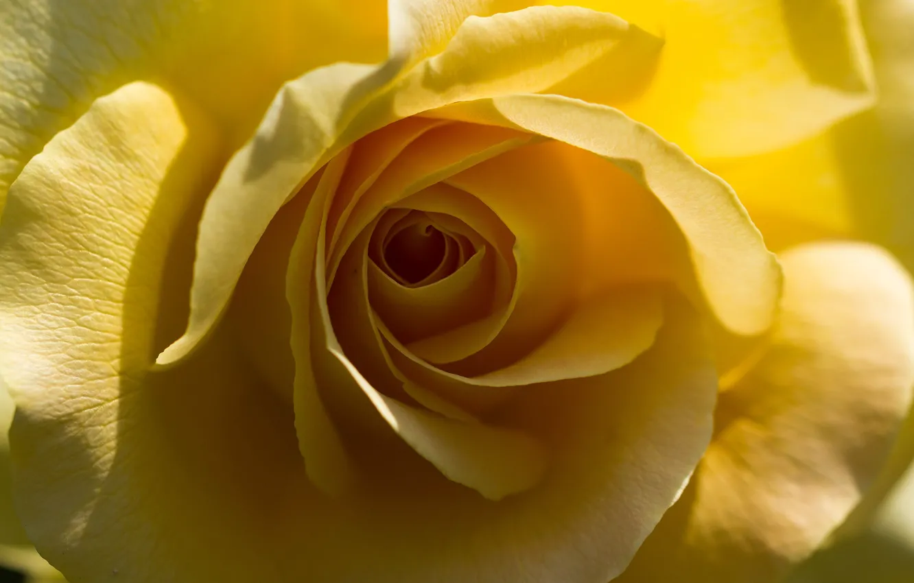 Фото обои макро, желтый, роза