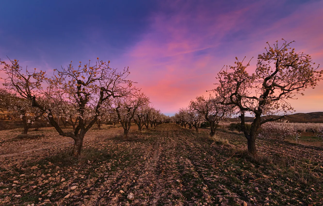 Фото обои весна, сад, яблони