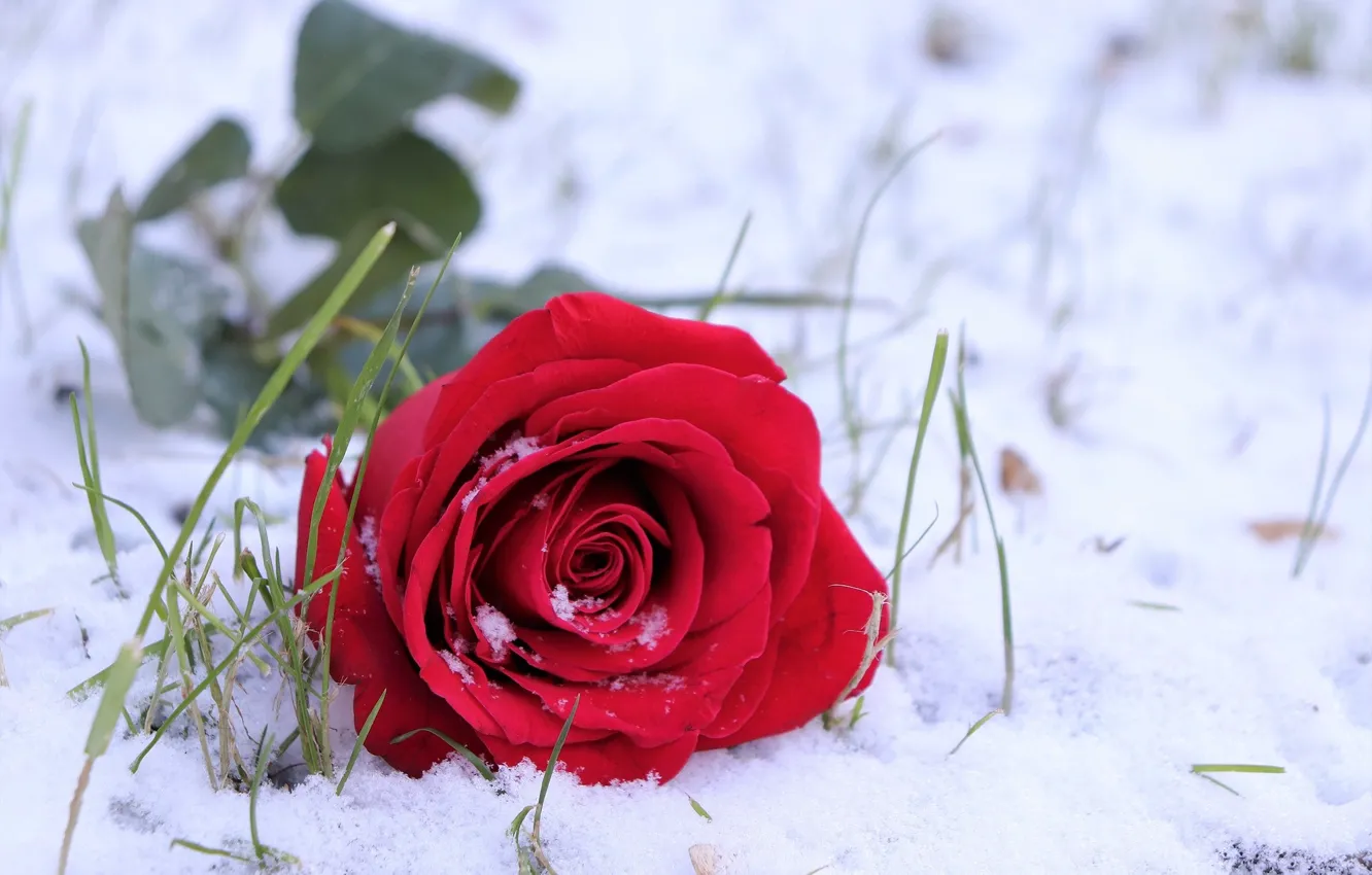 Фото обои снег, роза, травка, красная роза