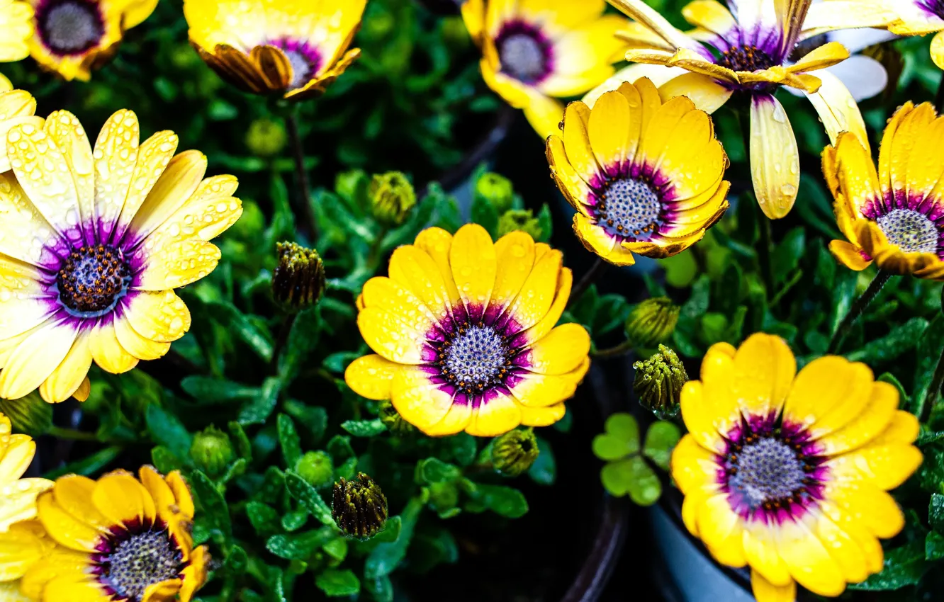 Фото обои капли, цветы, яркие, желтые, горшки, остеоспермум