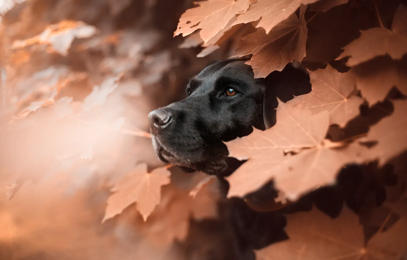 Фото обои морда, листья, животное, собака, профиль, клён, пёс