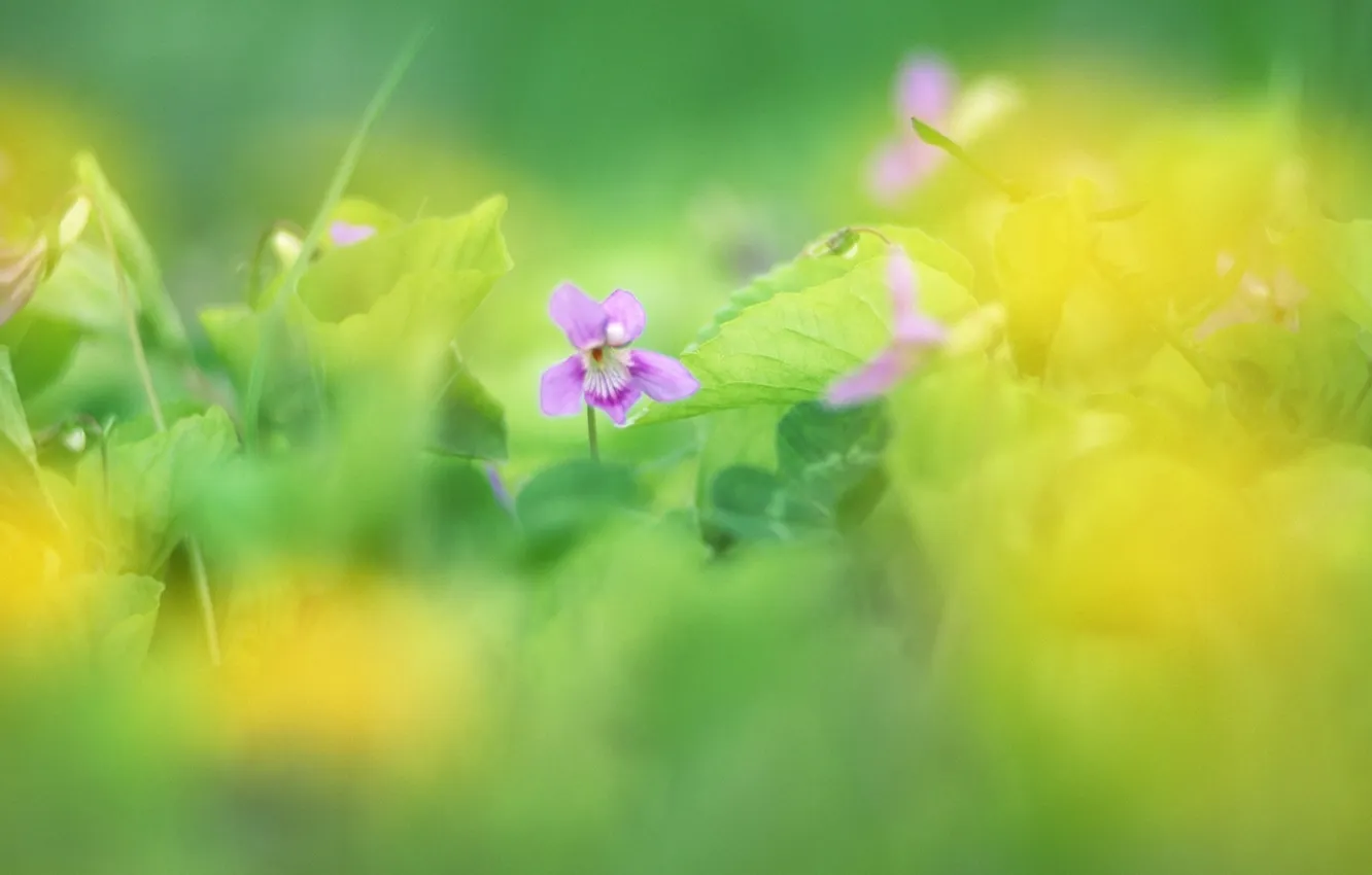Фото обои зелень, цветок, трава, цвета, макро, цветы, природа, фокус