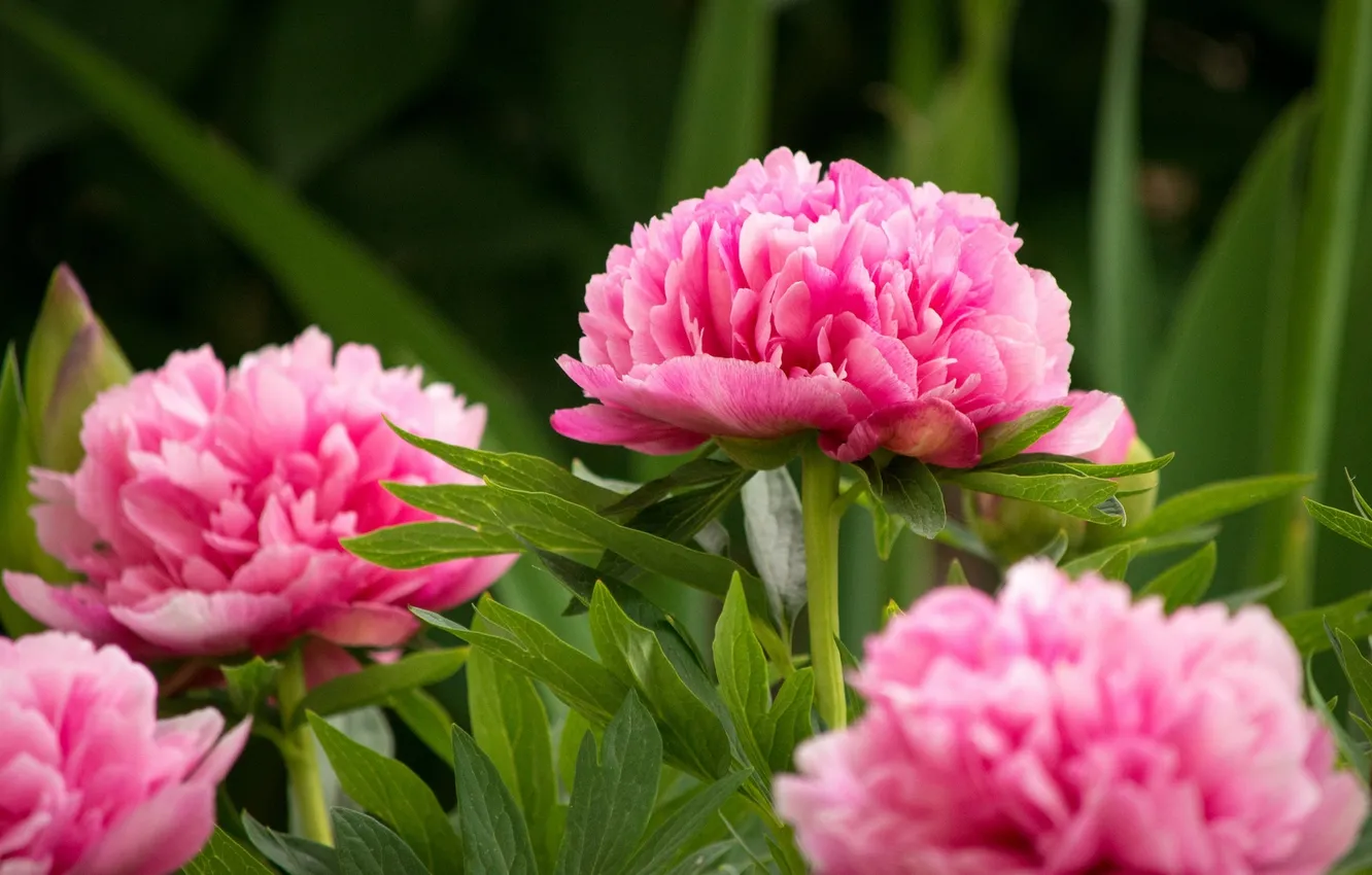 Фото обои цветы, flowers, кустарник, розовые пионы, shrubs, pink peonies