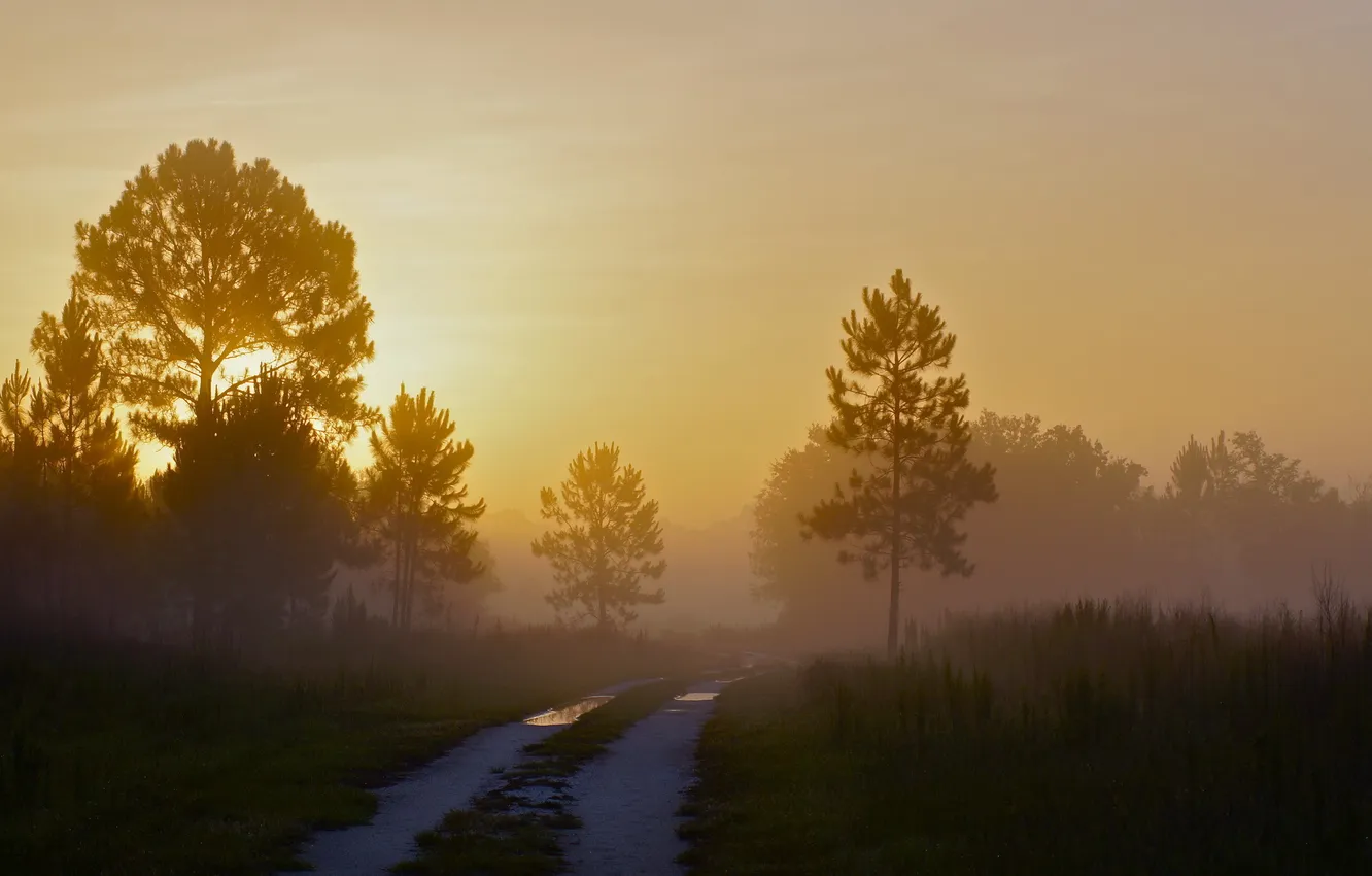 Фото обои дорога, пейзаж, туман, утро
