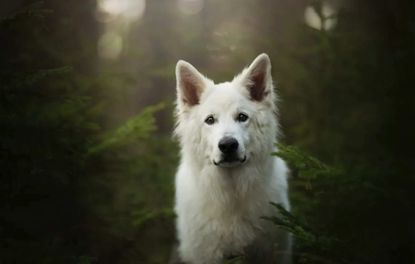 Фото обои лес, взгляд, морда, собака, Белая швейцарская овчарка