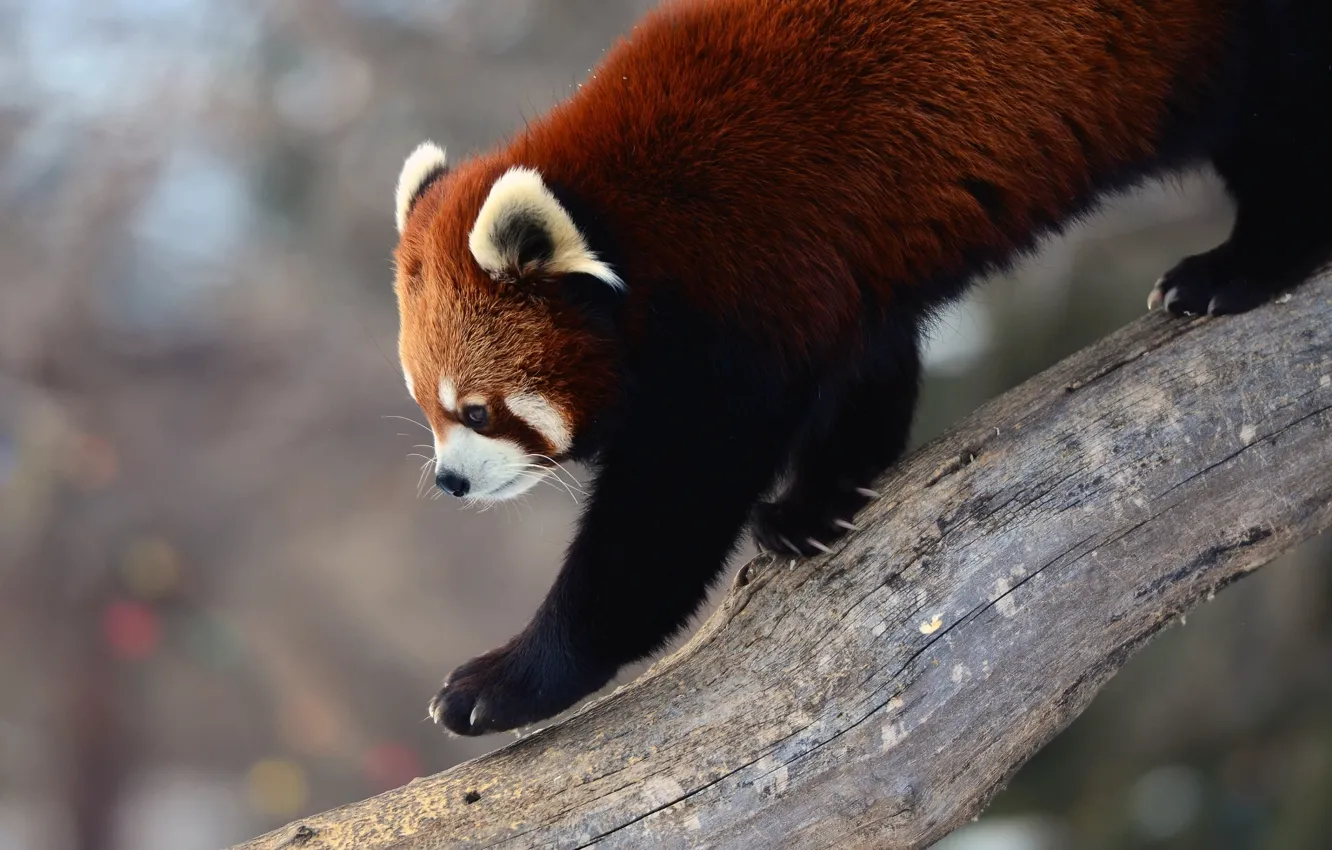Фото обои фон, дерево, красная панда, firefox
