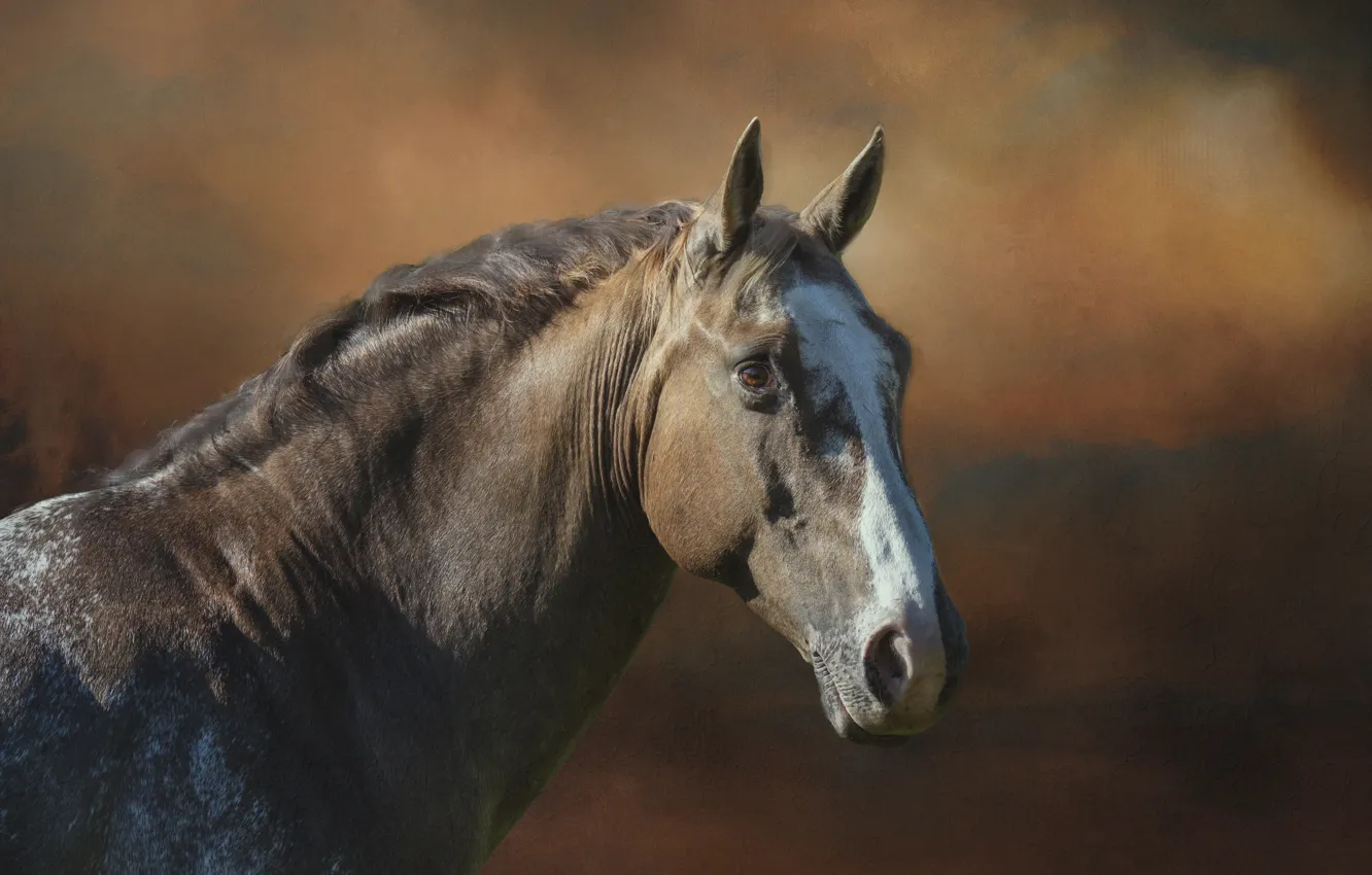 Фото обои взгляд, морда, конь, лошадь, портрет