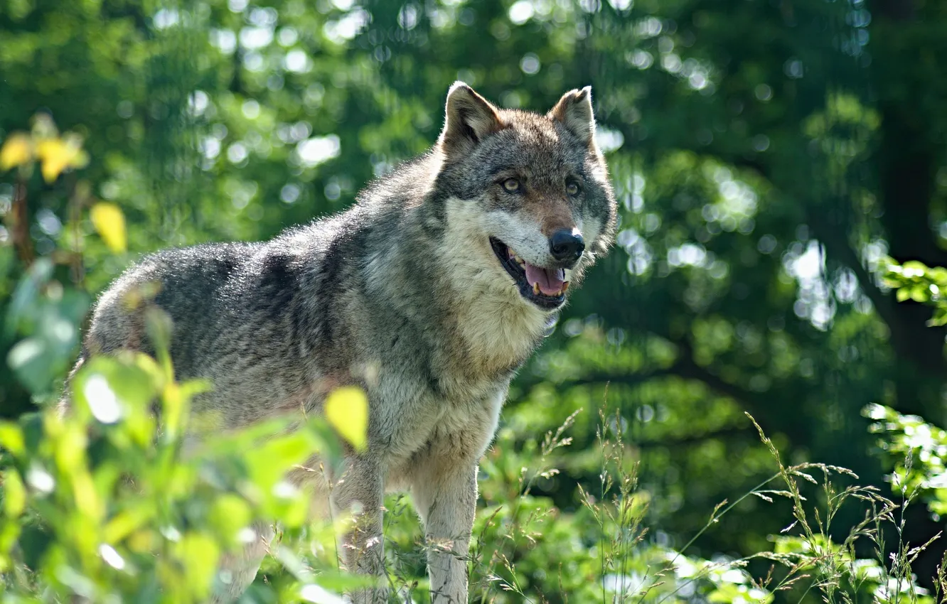 Фото обои nature, snow, predator, face, animal, wolf, wolves, wildlife