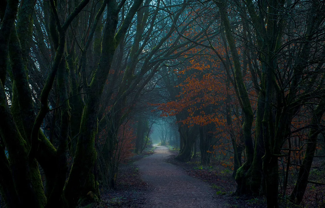 Фото обои лес, деревья, природа, тропа, Шотландия, Великобритания, Леннокстаун