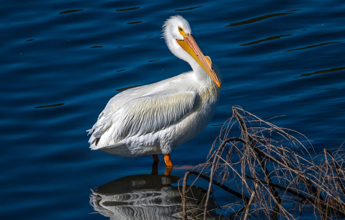 Фото обои вода, солнце, отражение, птица, белая, пеликан