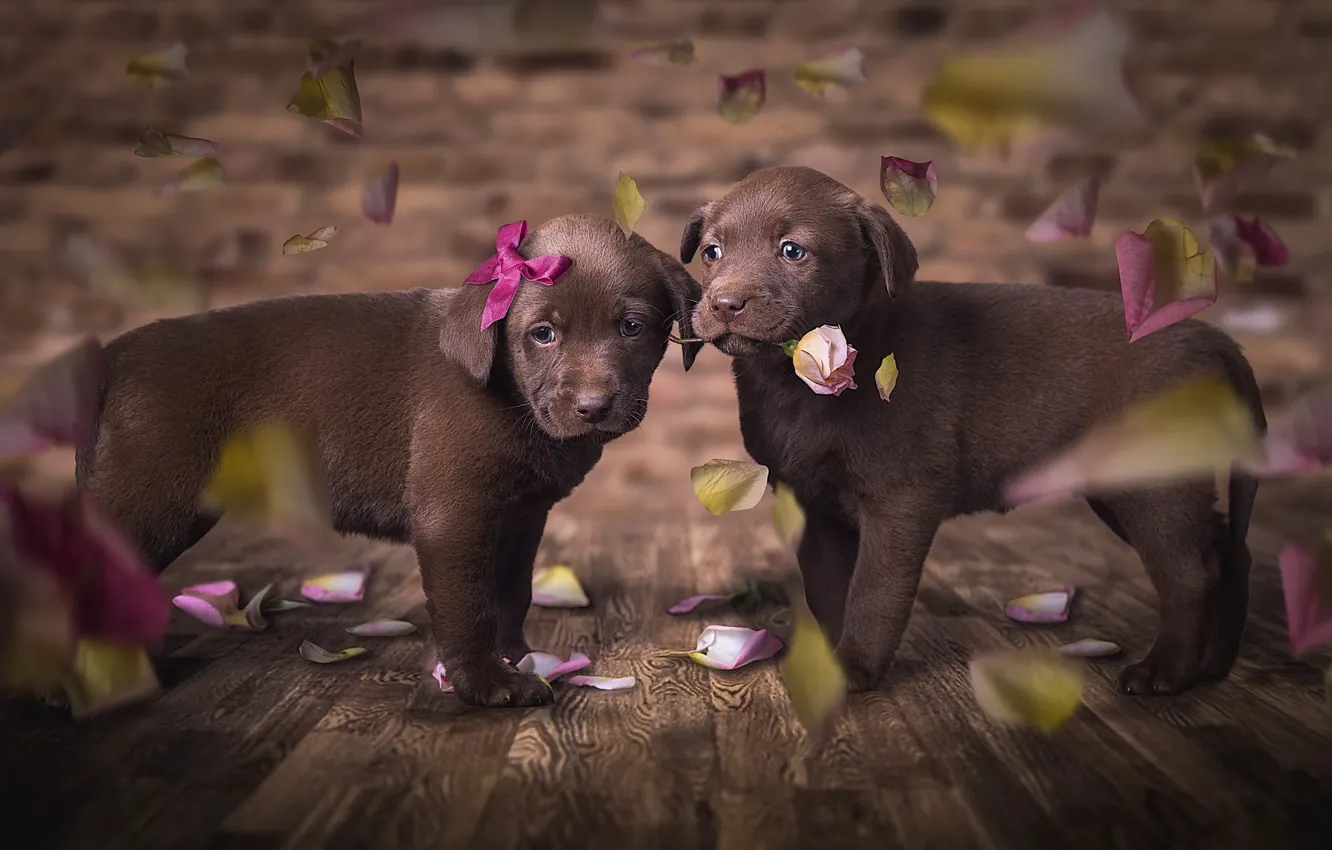 Фото обои собаки, цветок, взгляд, любовь, цветы, поза, темный фон, фон