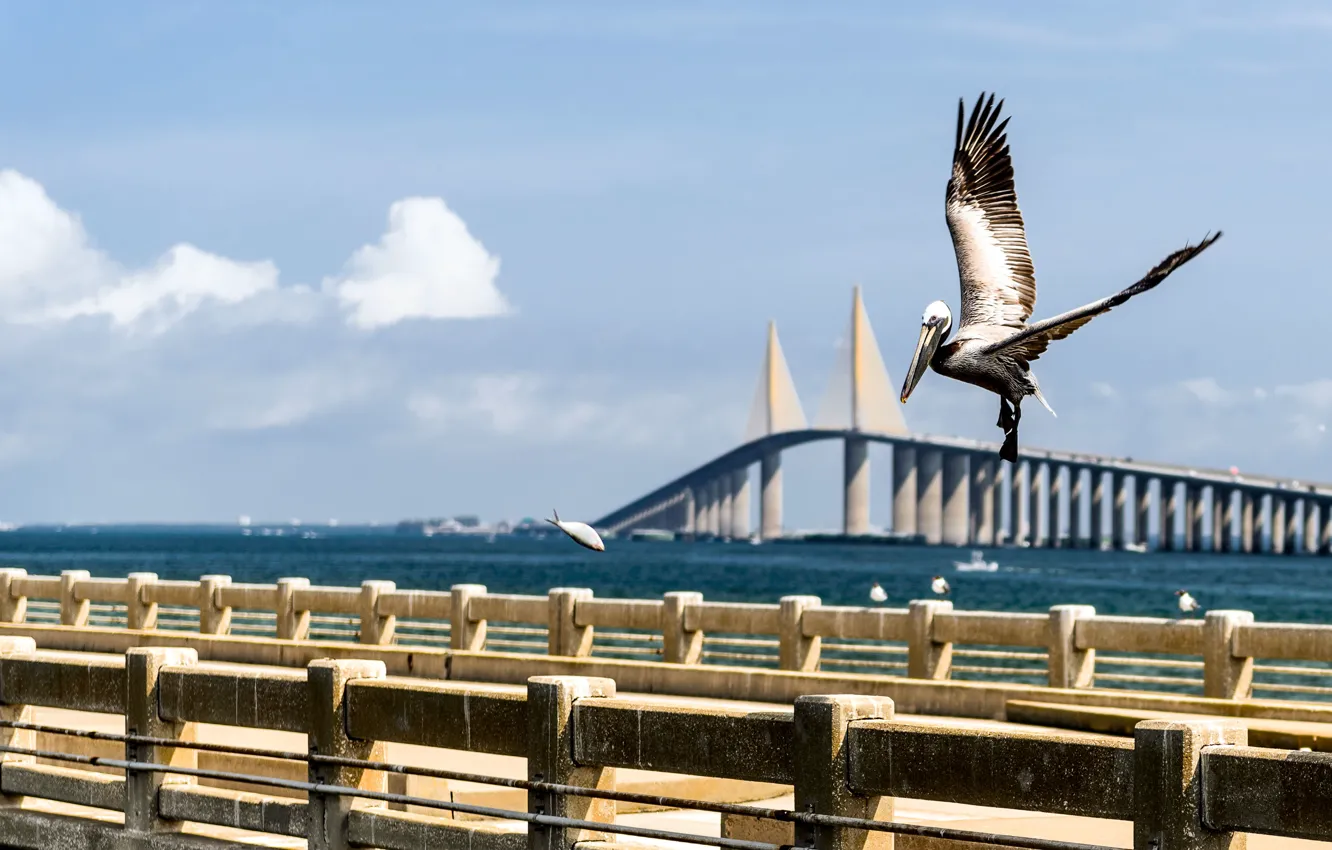 Фото обои вода, мост, голубой, птица, лодка, рыба, облако, Флорида