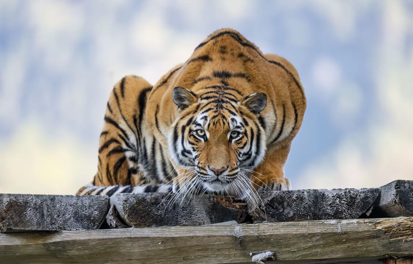 Фото обои wallpaper, big, tiger, cat, background, predator, blur, bokeh