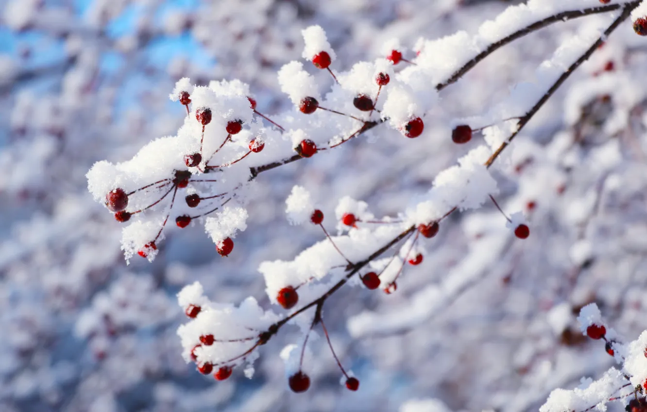 Фото обои white, park, winter, snow, cold, twig