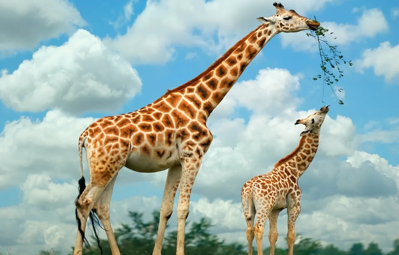 Фото обои жирафы, Семья, питаются